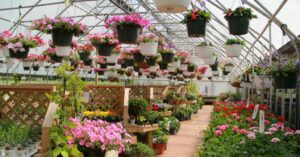 Hanging Baskets